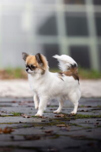 Panda Microchihuahuas Pandora's Box perfil derecho