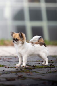 Panda Microchihuahuas Pandora's Box perfil