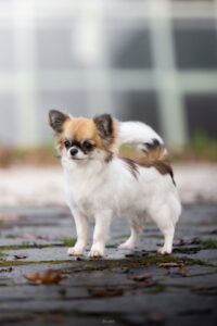 Panda Microchihuahuas Pandora's Box lateral