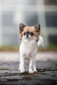 Panda Microchihuahuas