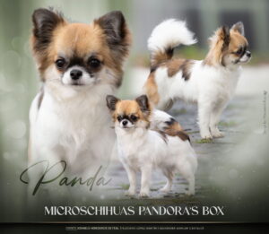 Panda Microchihuahuas Pandora's Box