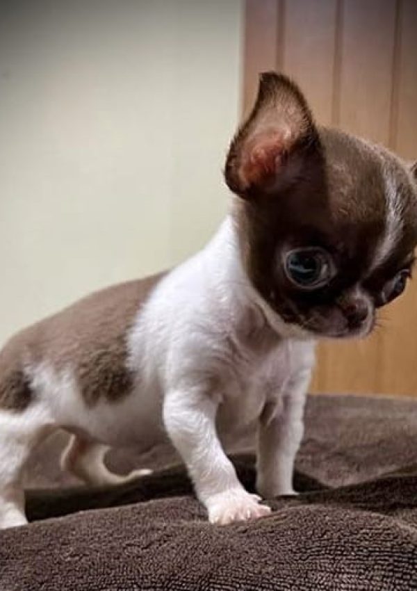 Ginger-De-Kennels-Herederos-De-Feal_01