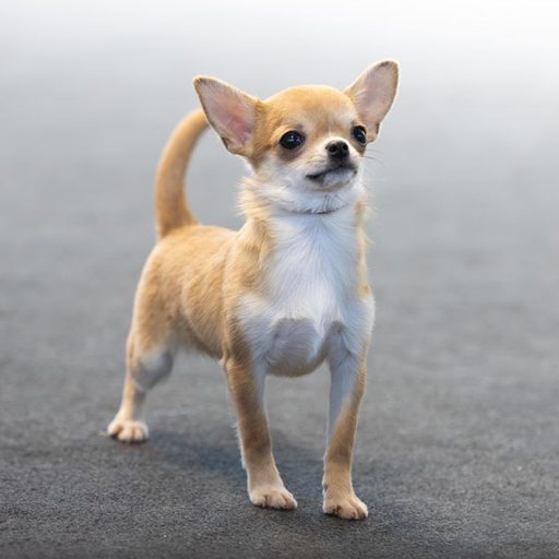 HERA-Kennels-Herederos-De-Feal_01