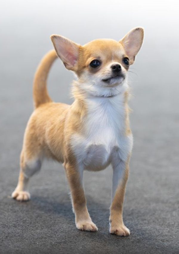 HERA-Kennels-Herederos-De-Feal_01