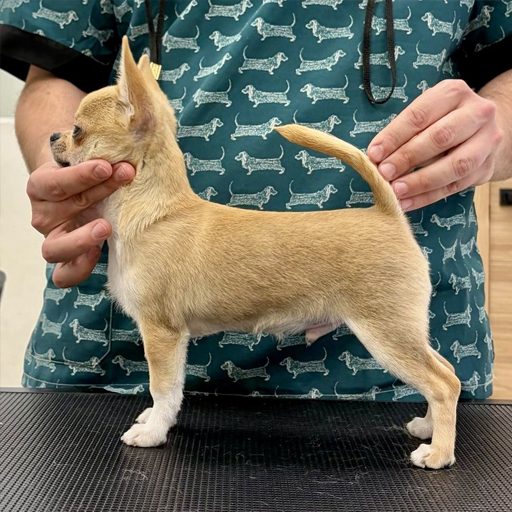 KAMIKAZE-Kennels-Heredeos-de-Feal_01