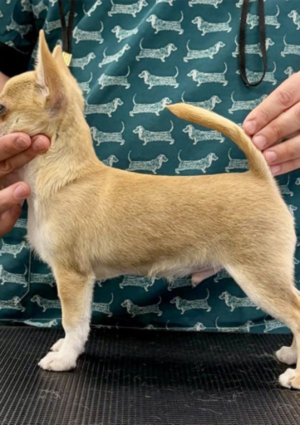 KAMIKAZE-Kennels-Heredeos-de-Feal_01