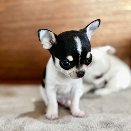 Omg_Danger