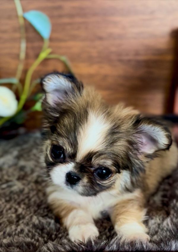 ZAFIRA-Kennels-Herederos-De-Feal_01